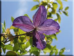 Clematis is an attractive deciduous vine that can be grown in small gardens and homes. Clematis On The Web Clematis Detail
