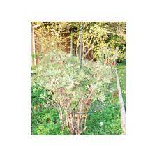 Voir plus d'idées sur le thème treillis jardin, jardins, amenagement jardin. Tuteur A Cerceau Pm Reglable Treillis De Jardin Guide Pour Fleurs Plantes Exterieur En Fer Forge Gris Anthracite Decoration D Exterieur Achat Prix Fnac
