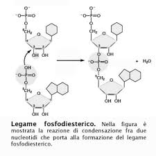 STRUTTURE DEGLI ACIDI NUCLEICI, CODICE GENETICO E REPLICAZIONE DEL DNA