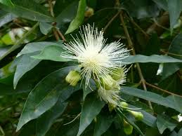 Image result for Syzygium jambos