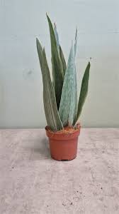 Image result for Sansevieria metallica