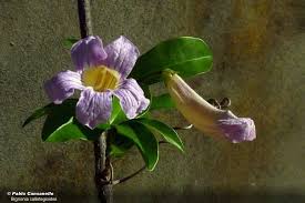 Image result for Bignonia callistegioides