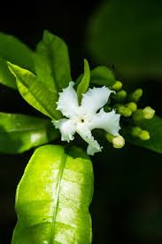 Image result for Tabernaemontana ventricosa