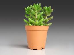 Plants such as the sweet tongue (opuntia microdasys) and the peruvian cactus (cereusperuvianus) grow selfish on a poor and very porous soil. Jelly Beans Many Fingers Sedum Pachphyllum