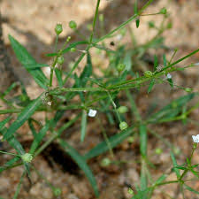 Image result for Oldenlandia geophila