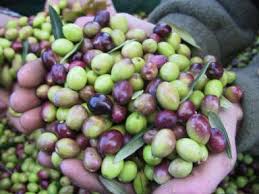 Mouilin A Huile Le Clos Saint Martin Produits Du Terroir Roquebrune Sur Argens Var Provence Visite Org