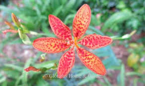 Direct sow outdoors in fall. Summer Bulbs H Z