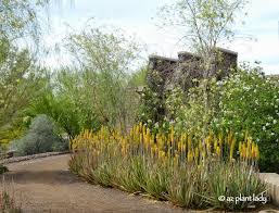 We are lucky to live where we live because of the many colorful choices that can brighten up our garden. Yellow Flowers Archives Desert Gardening 101
