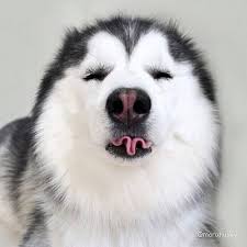 Artwoonz In 2020 Cute Animals Cute Dogs Cute Puppies
