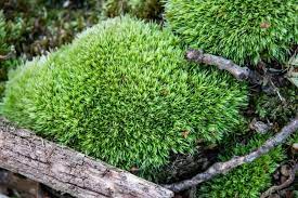 Check spelling or type a new query. Does Moss Grow In The Sun Garden Tabs