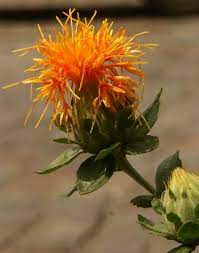 Spice Pages Safflower Carthamus Tinctorius
