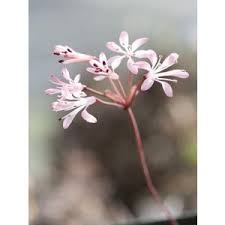 Image result for Cyrtanthus welwitschii