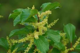 Image result for Trimeria