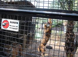 Wisata ternak kandang macan malang jawa timur. Wisata Batu Malang Jejak Langkahku
