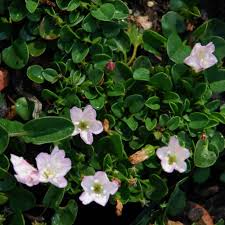 Image result for Falkia