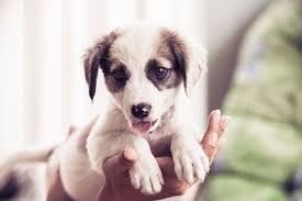 Why Do We Use Baby Talk With Puppies Find over 100+ of the best free puppy images. why do we use baby talk with puppies
