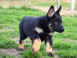 Black And Tan Puppies German Shepherd Top Keywords Picture For Faded Black And Tan German Shepherd Gsd Dog German Shepherd Puppies Puppies