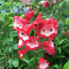 Image result for Penstemon hartwegii