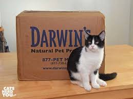 If you have any questions please contact us via the. The Making Of A Raw Fed Kitten With Darwin S Natural Pet Food Cats Herd You