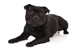 The staffordshire bull terrier is a muscular dog, very strong for its size. Staffordshire Bull Terrier Dog Breed Information