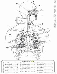 Respiratory System Worksheet Pdf Luxury 15 Best Of 5 Senses Worksheets For 4th Grade 2 Chessm Anatomy Coloring Book Anatomy And Physiology Respiratory System