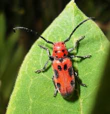 Red Milkweed Beetle Tetraopes Tetrophthalmus Milkweed Beetle Bugs And Insects