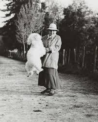Gertrude Stein And Her Jumping Poodle Gertrude Stein Poodle Black Standard Poodle