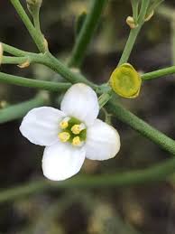 Image result for Montiniaceae