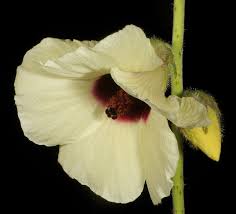 Image result for Hibiscus diversifolius