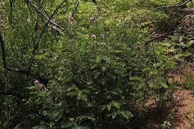 Image result for Tephrosia festina