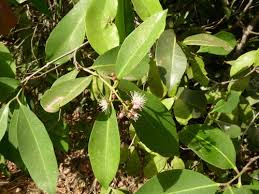 Image result for Syzygium owariense
