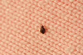 Does a landlord have to provide bug extermination service? My Landlord Didn T Tell Me My Building Recently Had Bed Bugs What Can I Do