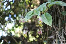 Image result for Gesneriaceae