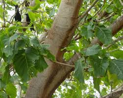 Image result for Pisonia