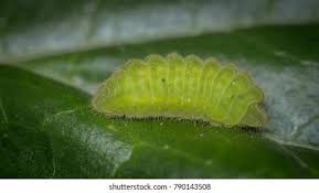 Image result for Celastrina argiolus