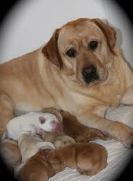 Pictures updated on july 4th 2021. Zora And Her Beautiful Babies Labrador Kennel Puppies Labrador