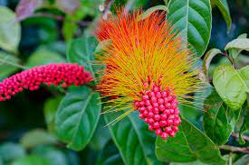 Unknown Tropical Plants Of Suriname