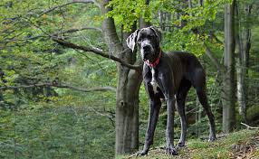 Maybe you would like to learn more about one of these? L Osteosarcome Chez Le Chien Cause Symptome Et Traitement