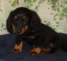 Chihuahua Daschund Long Hair Mix Google Search