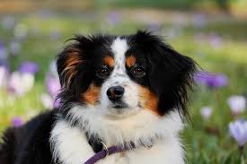 It has either brown or black hair distributed fairly evenly through a white coat, which gives the appearance of a red or blue dog. Pastor Ovejero Australiano Caracteristicas Y Cuidados
