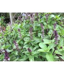 Image result for Elytraria acaulis