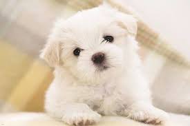 Maltese Puppy Adorable Poster White Curly Fluffy Children Love New 24x36 Maltese Puppy Puppies Puppy Pictures