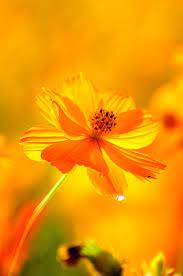 Yellow Cosmos By Ychlin Cosmos Flowers Flower Backgrounds Beautiful Flowers