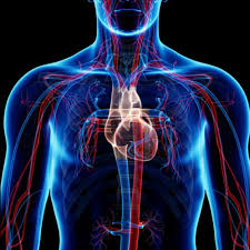 Hma practical 3 for monday july 23 and wednesday july 25. Circulatory System Pulmonary And Systemic Circuits