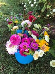 Maybe you would like to learn more about one of these? Pure Bloom Flowers Lovingly Designing And Growing Fresh Flowers For Chicago Northern Suburbs