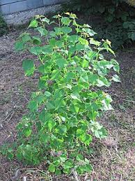 Image result for Erlangea