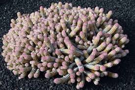 Image result for Euphorbia corniculata