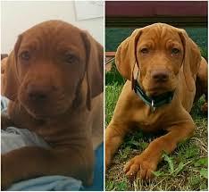 Fantastic family pet and versatile hunter. Vizsla 20 Weeks