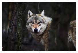 Timber Wolf Desktop Nexus Wallpapers Lone Wolf Wolf Eyes Wolf Dog
