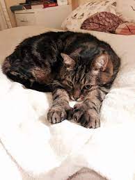 Mr Max Is 14 And Has A Ridiculous Amount Of Toes Music Indieartist Chicago Cats And Kittens Cat Pics Crazy Cats